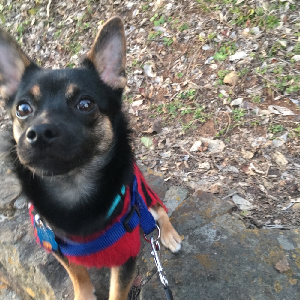 Meet your Posher, Jane